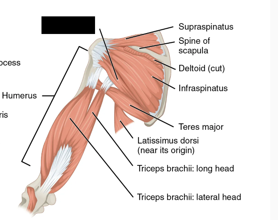 <p>What muscle is this and what is its origin, insertion, and action?</p>