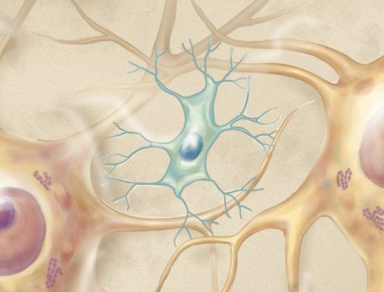 <ul><li><p>What is the function of microglia?</p></li><li><p>Which glial cells are the least abundant?</p></li></ul><p></p>