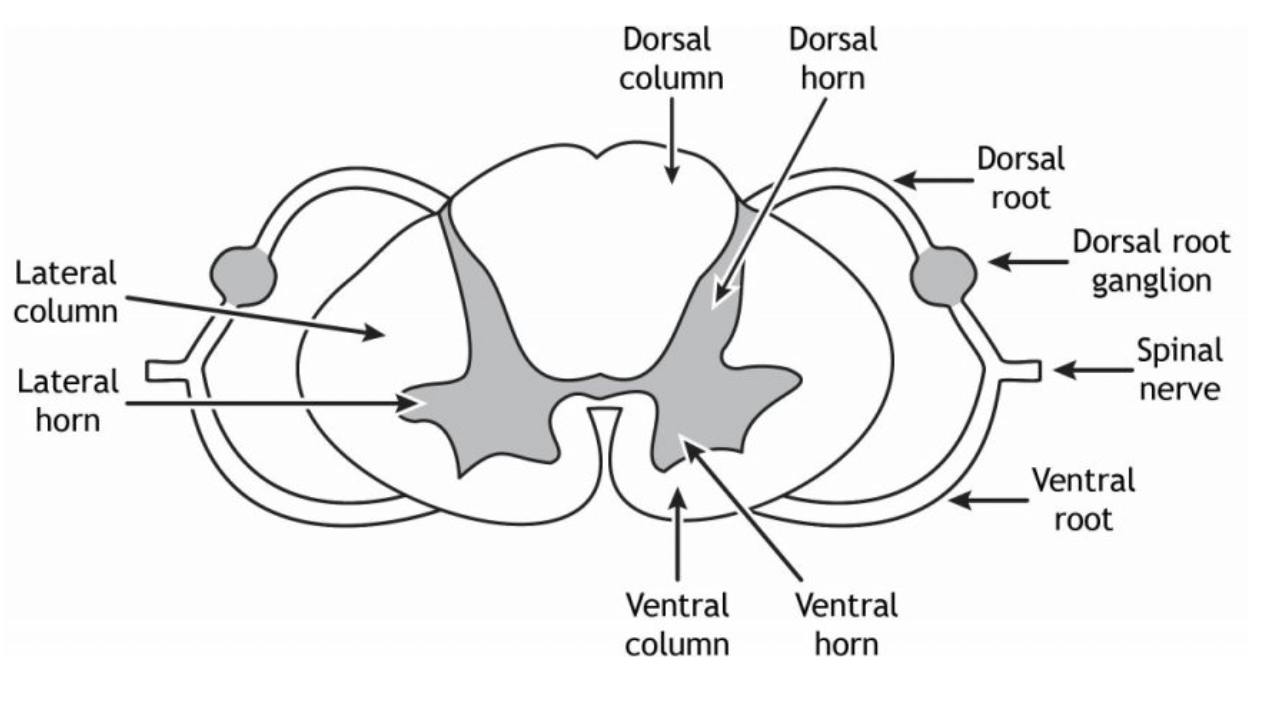 <ul><li><p>ventral horn = larger wings</p></li><li><p>dorsal horn = smaller wings</p></li><li><p>ventral root</p></li><li><p>dorsal root</p></li><li><p>dorsal root ganglion</p></li></ul><p></p>