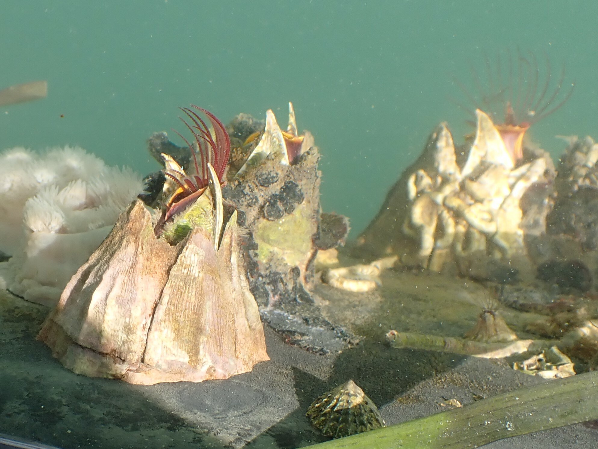 <p>Giant Acorn Barnacle</p>