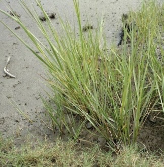 <p>California Cordgrass</p>