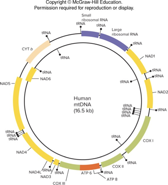 <p>compact gene arrangement</p><ul><li><p>37 genes encoding tRNAs, rRNAs, and proteins for oxidative phosphorylation</p></li><li><p>no introns—- only have exons so no need for splicing</p></li></ul><p></p>