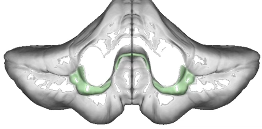 <p><span>What is the vestibulocerebellum’s role?</span></p>