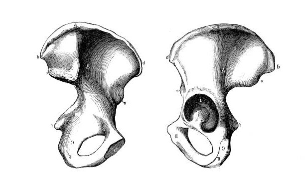 <p>name and side this bone</p>