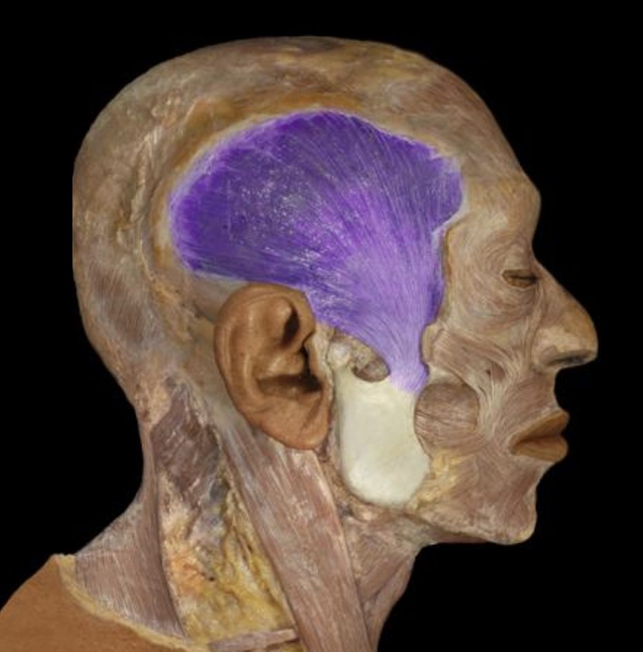 <p>Side of the skull</p>