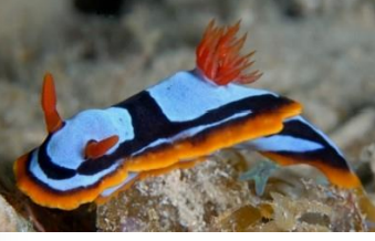 <p>MOLLUSCA Western Australian chromodorid </p>