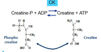<p>Source: Highest around the skeletal muscle, heart and brain</p><p>Function: Creatine-P to Creatine</p><p>Diagnosis: Increase = source tissue disorder</p>