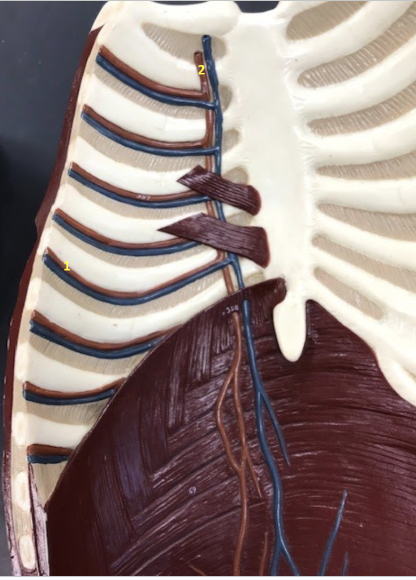 <p>Thoracic Wall - Internal surface</p><p>1. Anterior intercostal artery</p><p>2. Internal thoracic artery</p><p></p>