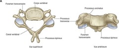 <p>Petite taille, présence d'un foramen perforant dans chaque processus transverse</p>