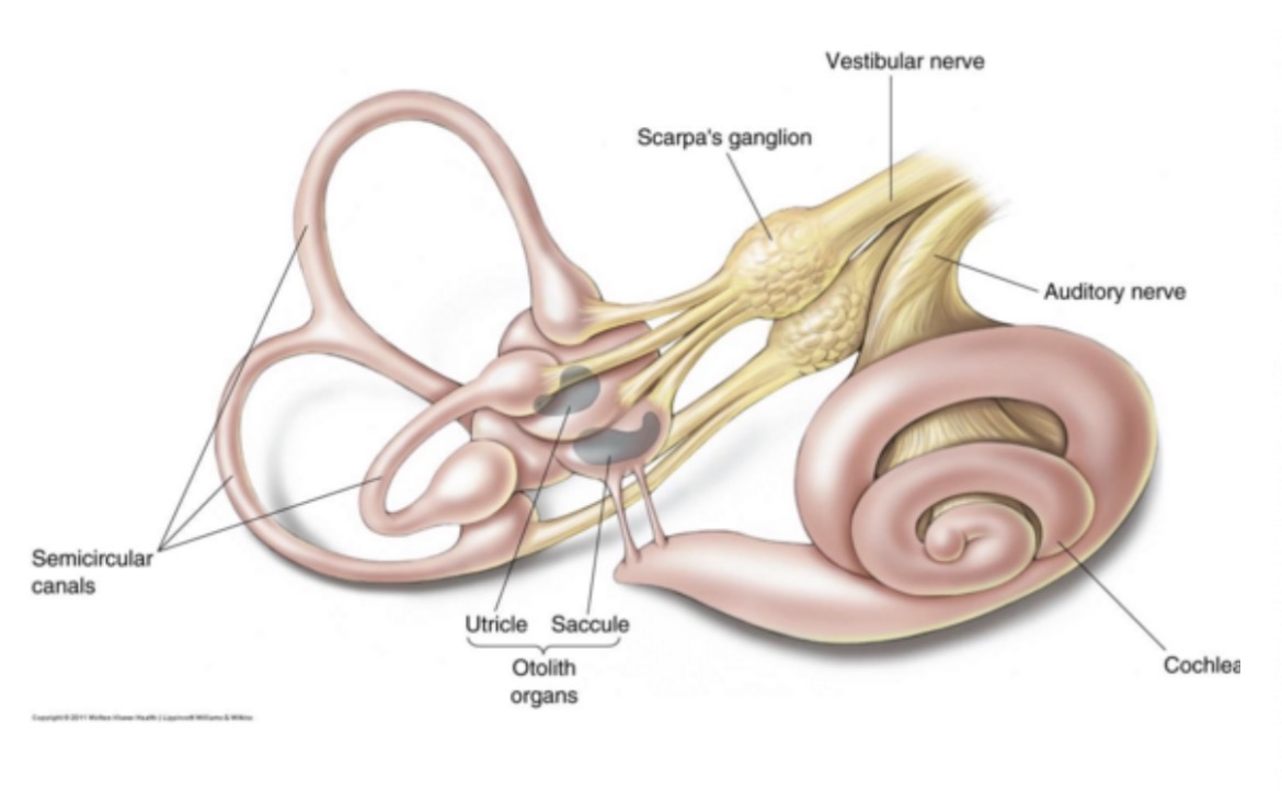 <ul><li><p><strong><span>Utricle</span></strong><span> and </span><strong><span>saccule</span></strong><span> detect </span><em><span>linear acceleration</span></em><span>, position relative to gravity</span></p></li><li><p class="s99"><strong><span>Sensory hair cells </span></strong><span>project into gelatinous mass covered with calcium carbonate crystals (otoliths)</span></p></li></ul><p></p>