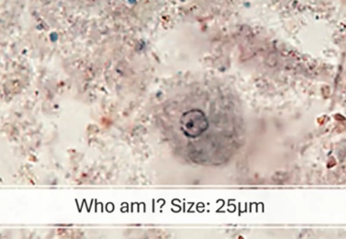 <p><span style="background-color: rgba(0, 0, 0, 0); line-height: 19.7625px;">What is the species in this photo and WHY?</span></p>