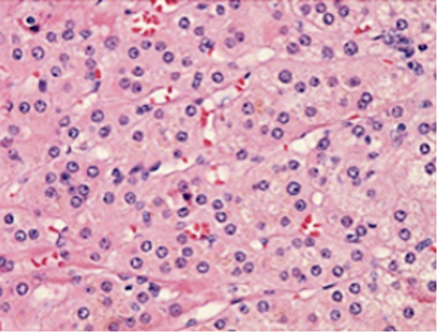 <p>Identify the specific region of the cortex</p>
