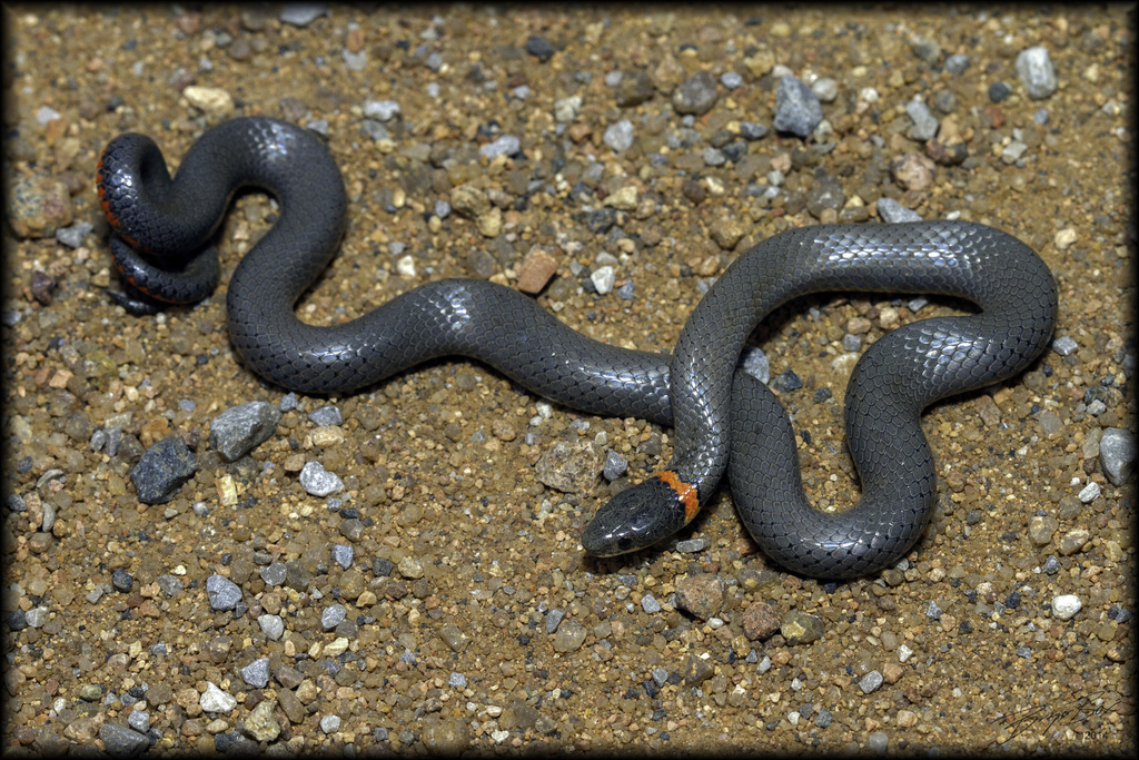 <p>Colubridae. Found Statewide</p>