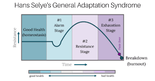 <p>sequence of physiological reactions that the body goes through when adapting to a stressor</p>