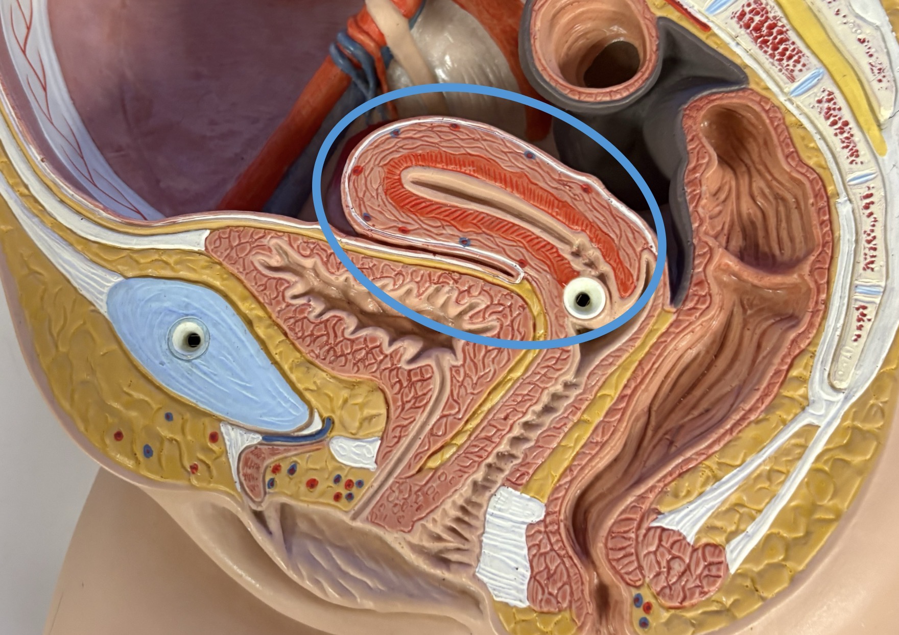 <p>womb </p><p>recieves &amp; nourishes a fertilized ovum </p><p>posterior to urinary bladder; anterior to rectum</p>