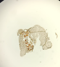 <p>What is this?</p>