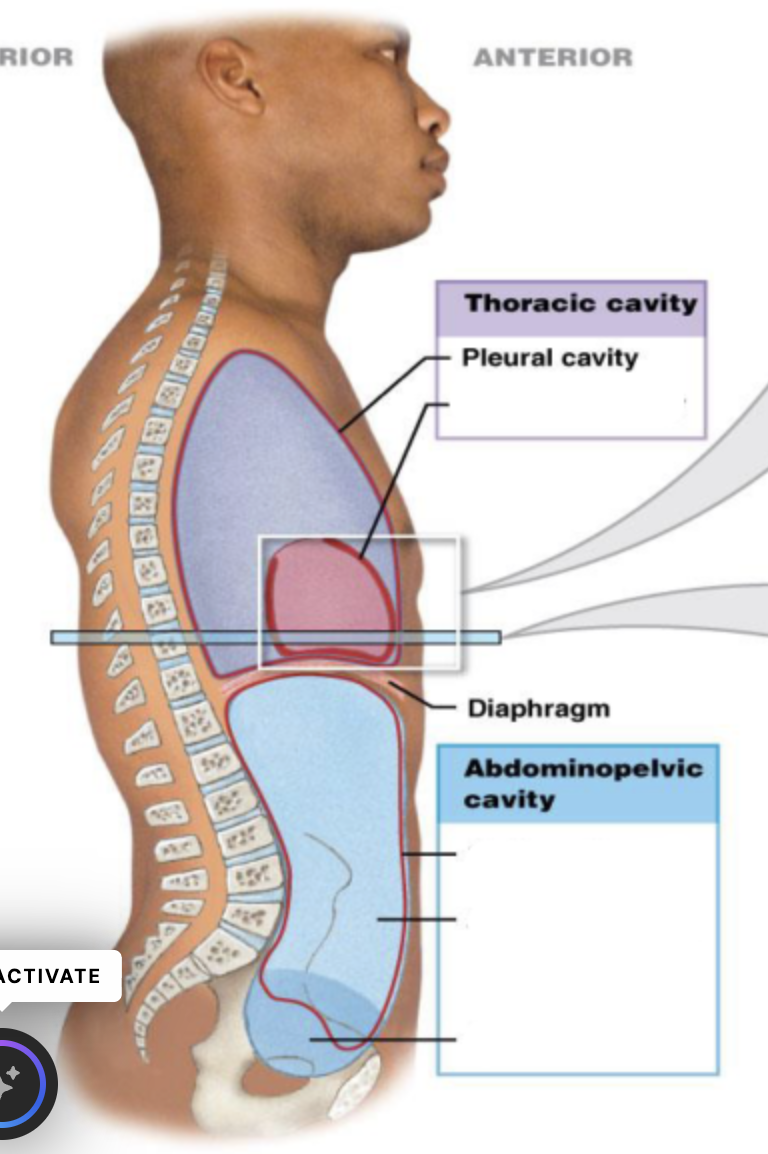<p>pleural cavity</p>