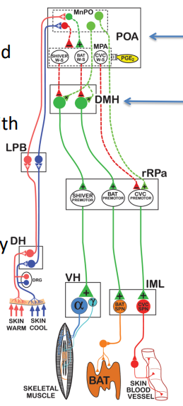<p>-cutaneous vaso-constriction</p><p>-brown adipose tissue</p><p>-shivering </p><p>(through dorsomedial hypothalamus (DMH) then to sympathetic premotor neurons in rostral raphe pallidus (rRPa) then intermedial nucleus (IML) & ventral horn (VH) )</p><p>(LPB= lateral parabrachial nucleus, DH=dorsal horn, CVC= cutaneous vasoconstriction, BAT= brown adipose tissue)</p>