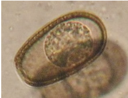 <p>~40×30 um with rough or texture like surface, from a dog</p>