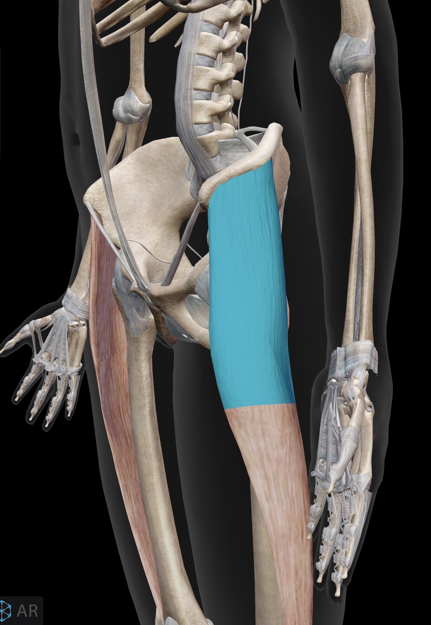 <p>Name the muscle and corresponding letter ( O = origin, I = insertion, A = actions, IN = innervation)</p><p>O</p><p>I</p><p>A</p><p>IN</p>