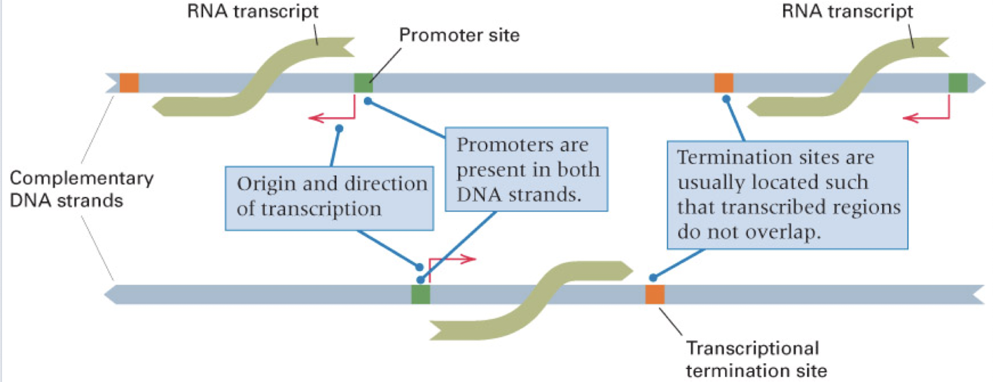 <p><strong>only one</strong></p><p>though, different genes can be transcribed on different strands</p>