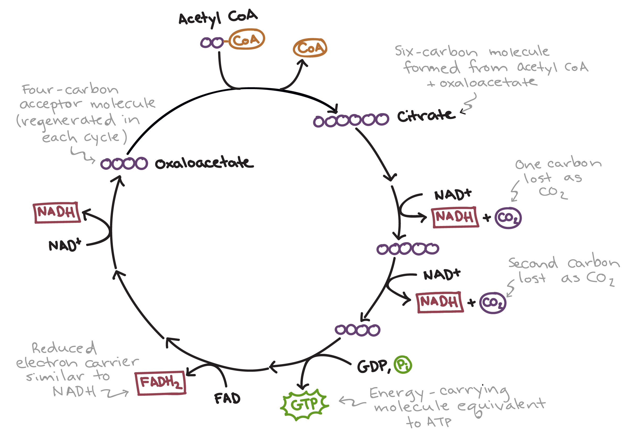 <p>Happens twice with 2 acetyl co-enzyme A per glucose, occurs in mitochondrial matrix</p><p><strong>Oxaloacetate </strong>(4C) joins with <strong>acetyl co-enzyme A</strong> (2C) to make <strong>citrate </strong>(6 carbon molecule)</p><p>Citrate decarboxylises to a 5 carbon molecules</p><p>The 5 carbon molecule carboxylises and yields many reduced NADH and FADH2 to oxaloacetate (4C) </p><p>Repeat cycle</p>