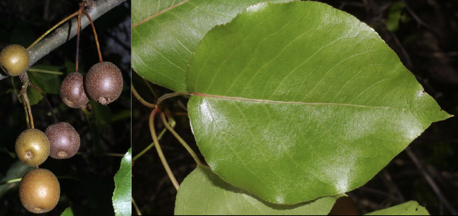 <p>Family<br>Genus<br>Species<br>Common Name</p>