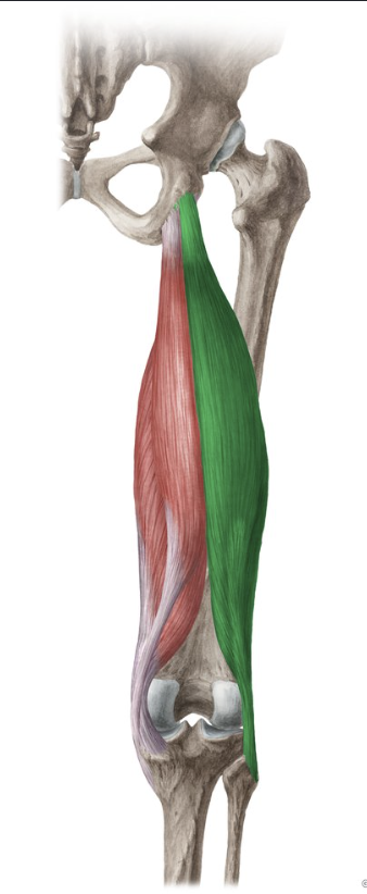 <p>Extends hip. Flexes knee. Laterally rotates knee.</p>