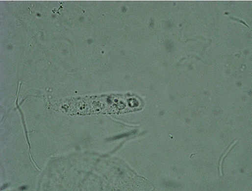 term image
