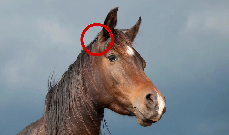 <p>Top of the head between the bases of the ears</p>