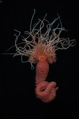 <p>- Up to 25 cm long</p><p>- Body yellowish or orange with white markings and the tentacles are milky white</p><p>- Long and tubular, with many long tentacles at one end</p><p>- Usually only tentacles show</p>