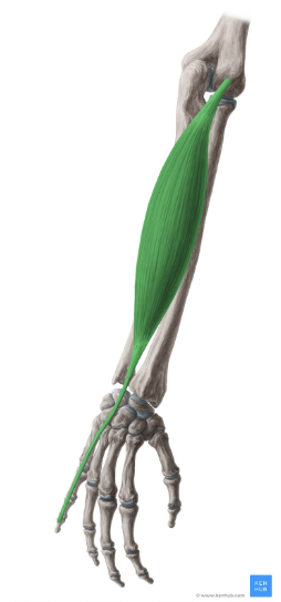 <p>extensor digiti minimi</p>