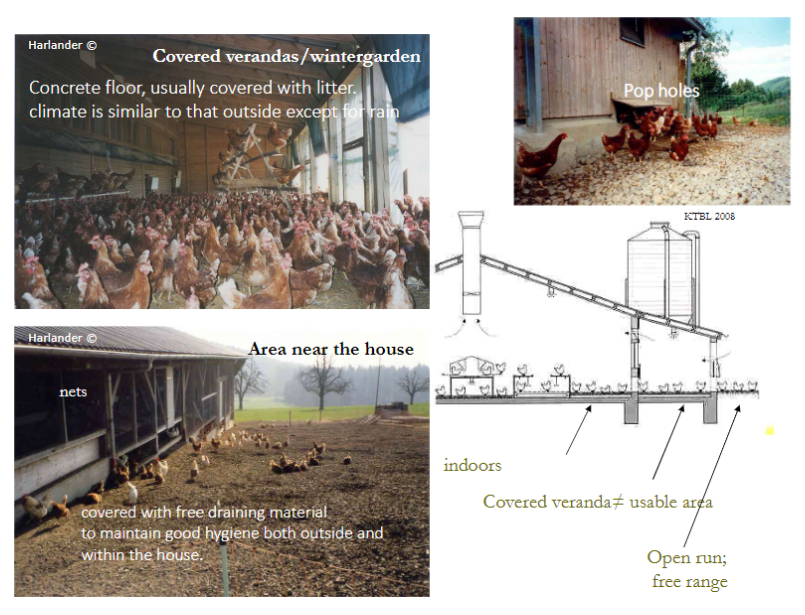 <p><strong>Definition</strong><br>āArea near the <strong>house</strong>, indoors<br>ā<strong>Covered veranda</strong> is <strong>not counted as usable area</strong></p><p><strong>Outdoor Access</strong><br>ā<strong>Open run</strong> or <strong>free range</strong></p><p><strong>Flooring & Hygiene</strong><br>ā<strong>Concrete floor</strong>, usually covered with <strong>litter</strong><br>āClimate similar to outside, except for <strong>rain</strong><br>āCovered with <strong>free-draining material</strong> to maintain <strong>good hygiene</strong> inside and outside the house</p><p><strong>Access Points</strong><br>ā<strong>Pop holes</strong> allow hens to move between indoor and outdoor areas</p><p><strong>Key Point</strong><br>āCovered verandas/wintergardens provide <strong>protected outdoor-like space</strong> while supporting <strong>hygiene and movement</strong></p>
