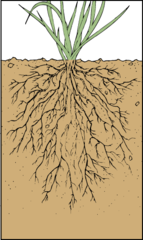 <p>Absorbs water and minerals from the ground. Anchors plant in ground.</p>