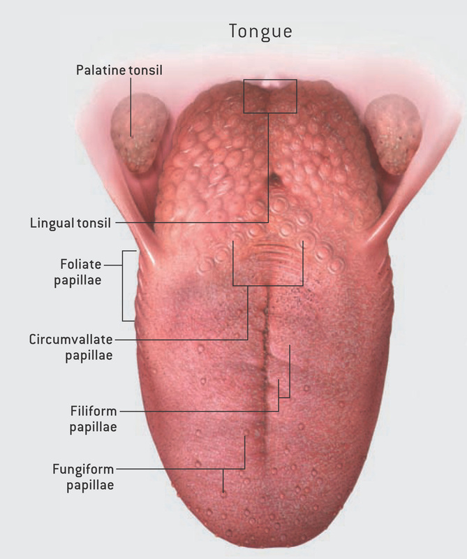 <p>filiform papillae</p>