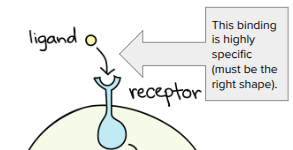 <p>A signaling molecule binds to receptor protein in a lock and key fashion, causing the receptor to change shape.</p>