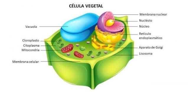 <p>La vacuola + pared celular dan turgencia (estado de rigidez, firmeza y tensión de las células y tejidos)</p>