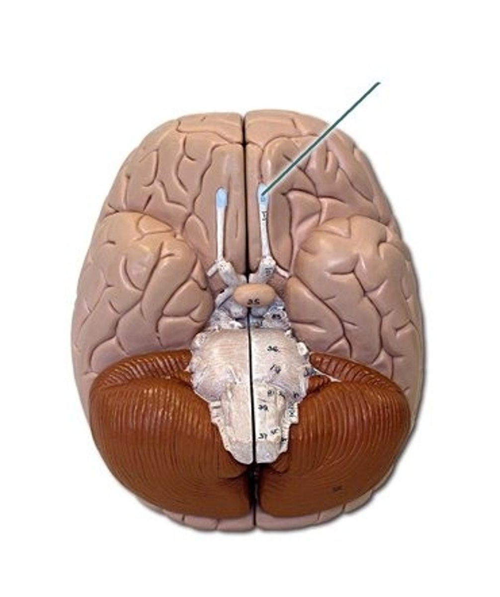 <p>Cranial nerve 1</p><p>*purely sensory</p><p>*sense of smell</p>