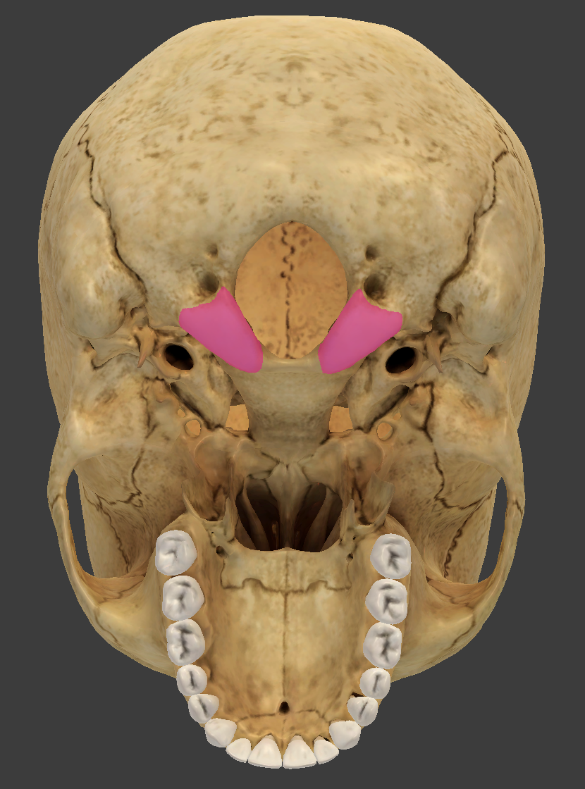 <p>bone/structure highlighted in pink</p>