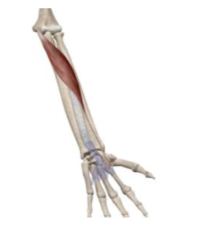 <p>what muscle and action is this </p>