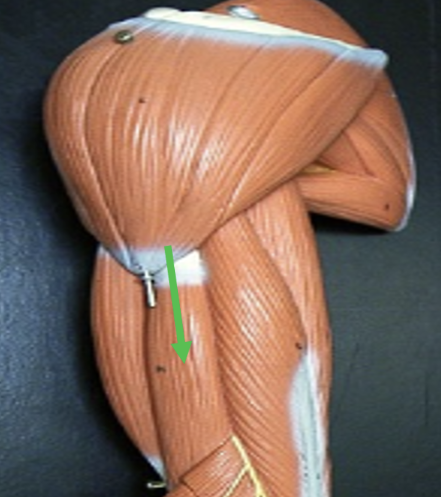 <p>Identify the muscle indicated by the pointer.</p>