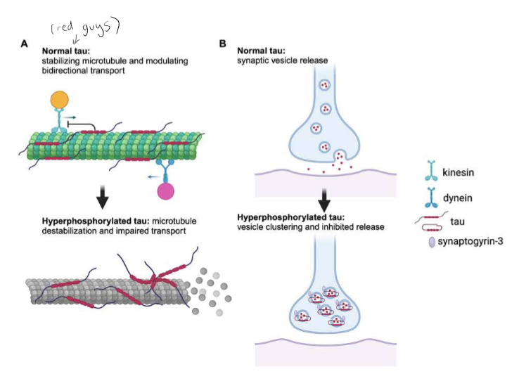 <p><span>Tau is a microtubule-associated protein generated from the MAPT<br>gene on chromosome 17. Tau exists as a highly soluble and natively unfolded protein that interacts with tubulin and promotes its assembly into microtubules, which helps to stabilize their structure. Tau exerts an essential role in the balance of microtubule‐dependent axonal transport of organelles and biomolecules by modulating the anterograde transport by kinesin and the dynein‐driven retrograde transport. However, when tau becomes hyperphosphorylated, that is when neurofibrillary tangles can develop, resulting in neuronal death.</span></p>