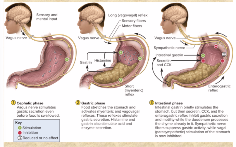 <p>brain—vagus nerve—enteric NS—lots of secretion</p><p>food is coming GET READY</p>