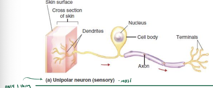 <p>= only 1 thing is attached to cell body</p><ul><li><p>sensory </p></li><li><p>most</p></li></ul><p></p>