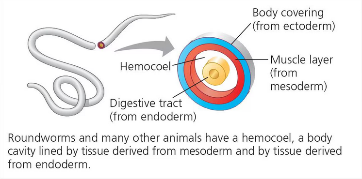 <p>Triploblastic animals possessing a hemocoel; roundworms and many other animals.</p>
