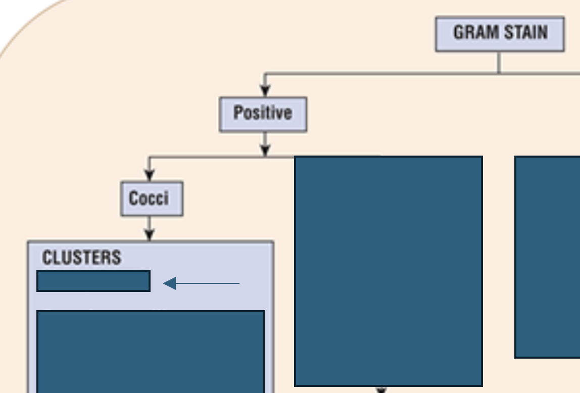 <p>What gram positive cocci can grow in <strong>clusters?</strong></p>