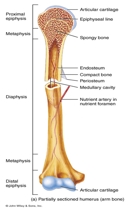 <p>Bone Anatomy</p>