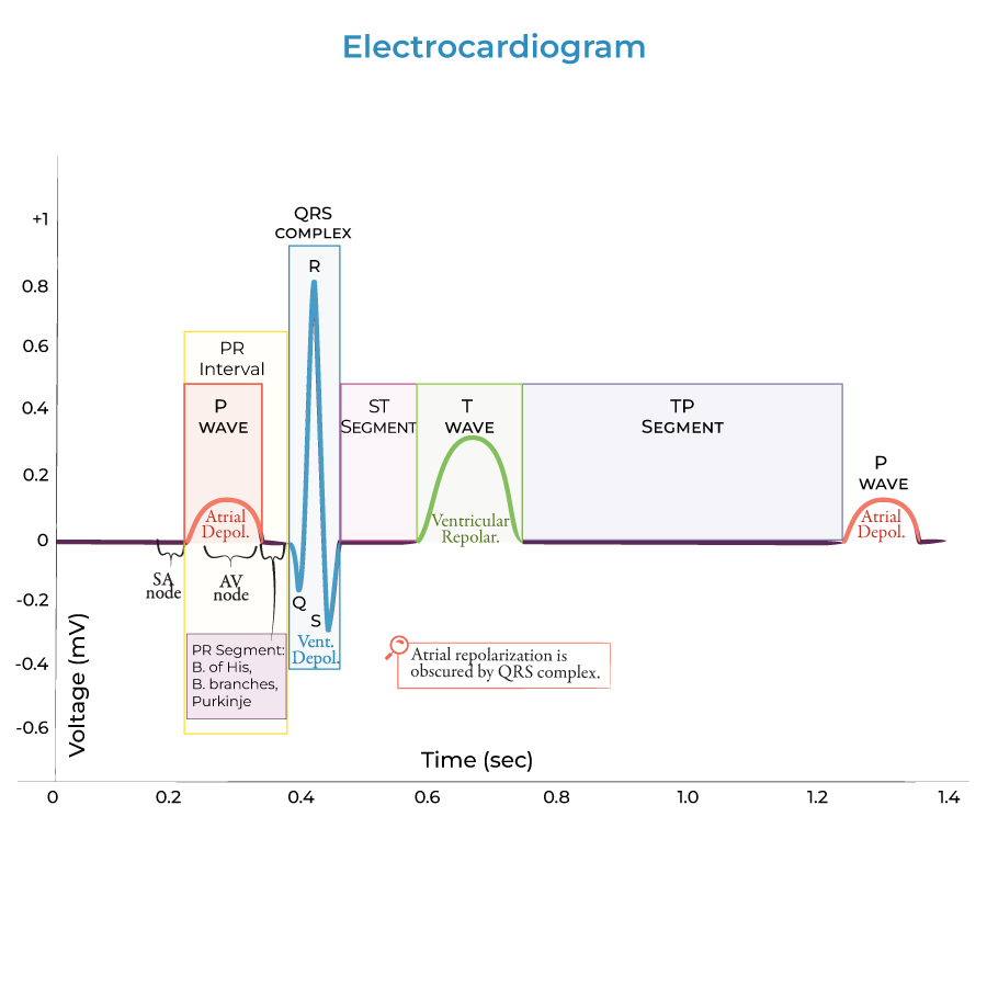 <p>A diagnostic tool used in acute care to continuously evaluate heart rate and cardiac rhythm.</p>