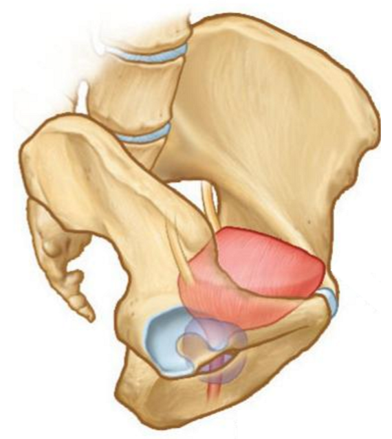 <ul><li><p><strong>Hollow</strong> (<strong>muscular</strong>) viscus</p></li><li><p>Highly <strong>distensible</strong> to store urine; changes shape from empty → expanded</p></li><li><p>Located <strong>anteriorly</strong> in pelvis</p></li><li><p>Moves into <strong>false pelvis</strong> area as it fills</p></li></ul><p></p>