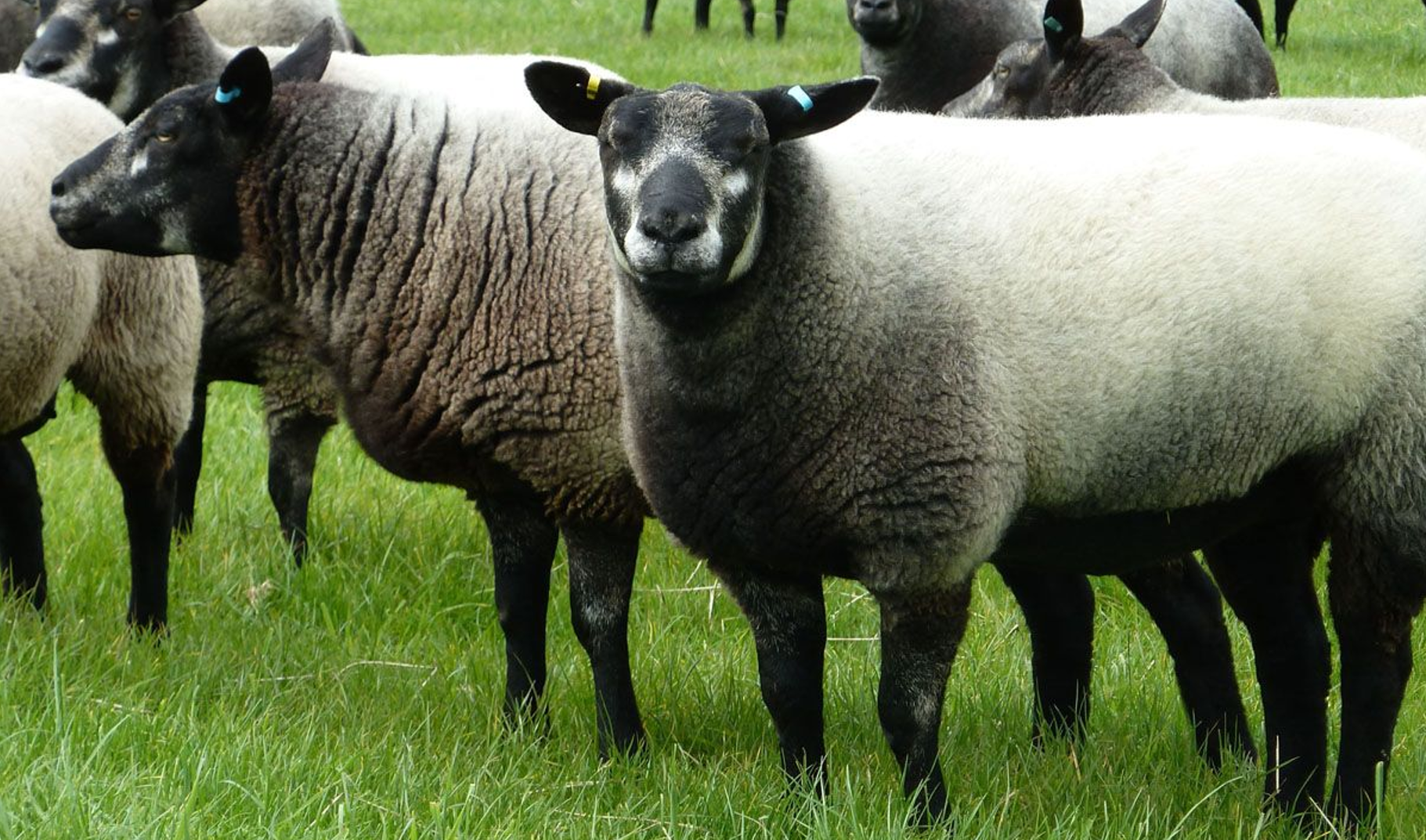 <p>benoem het schappenras op de afbeelding</p>